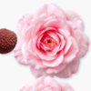 DELINA LA ROSÉE  75ML - Image 4