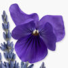 PALATINE 75ML - Image 4