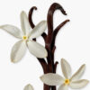 SAFANAD 75ML - Image 4